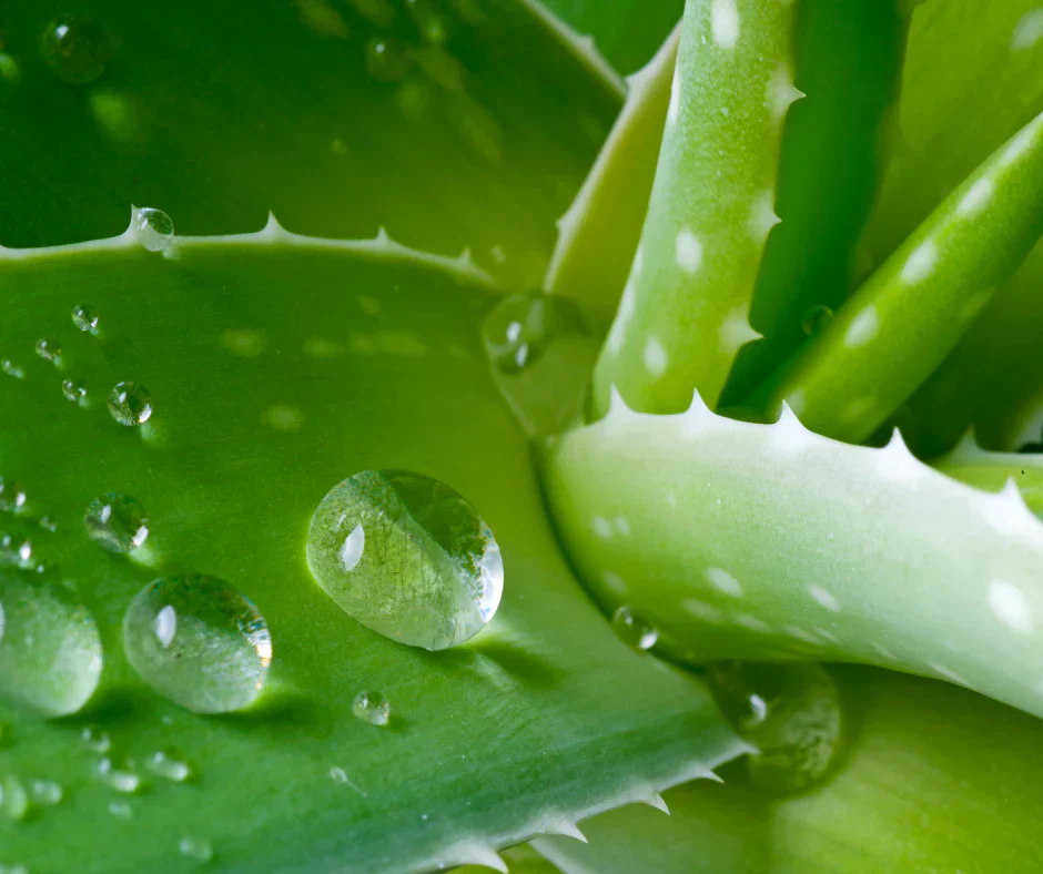 Aloe Macroclada Stem Cell Activation Capsules and Powder - Image 18