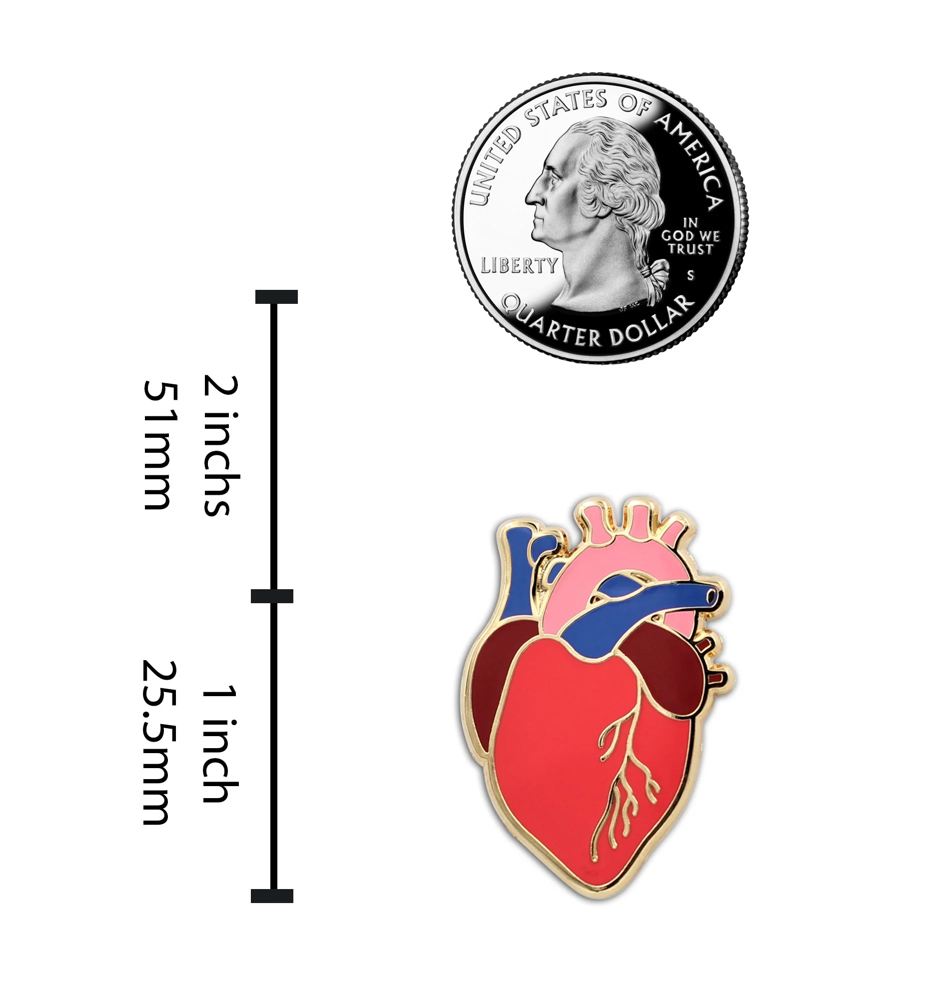 Anatomical Heart Pin - Realistic, Scientific Heart Enamel Lapel Pin for Valentine's Day - Image 5
