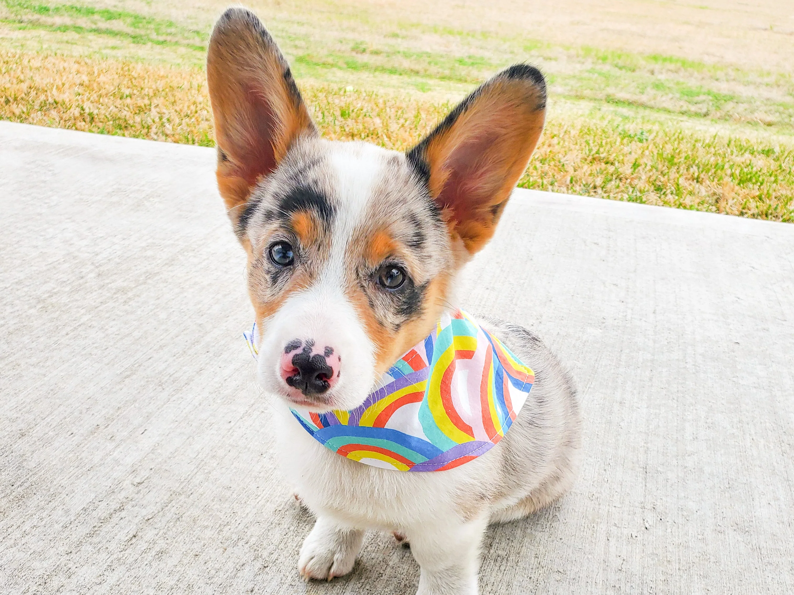 "Buzzy Bees" Dog Bandana - Image 8