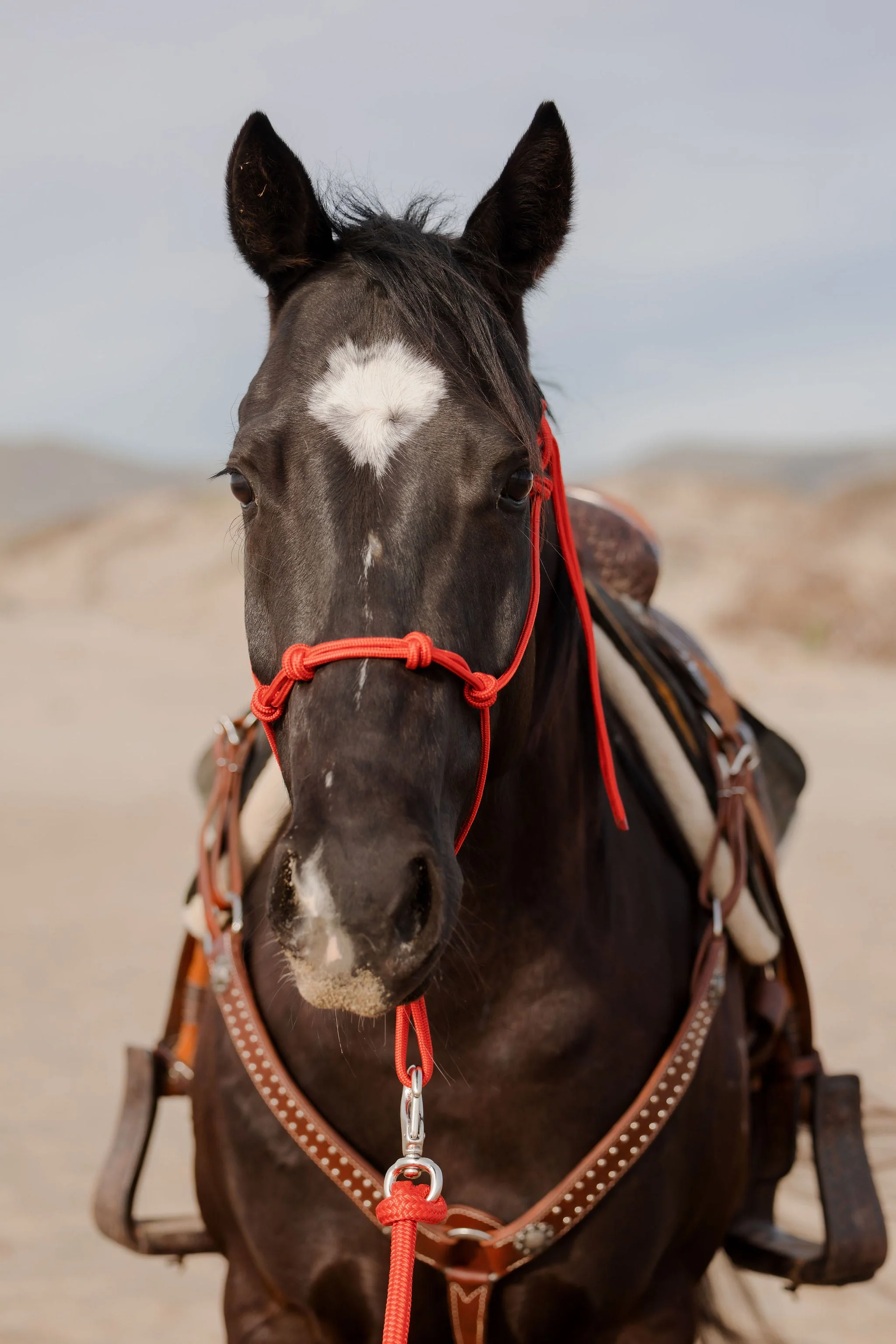 Clinician 4 Knot Halter and 14ft Lead Set - Image 2