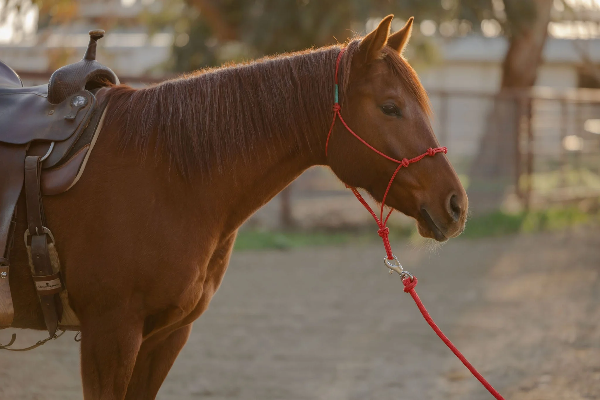 Clinician 4 Knot Halter and 14ft Lead Set - Image 20