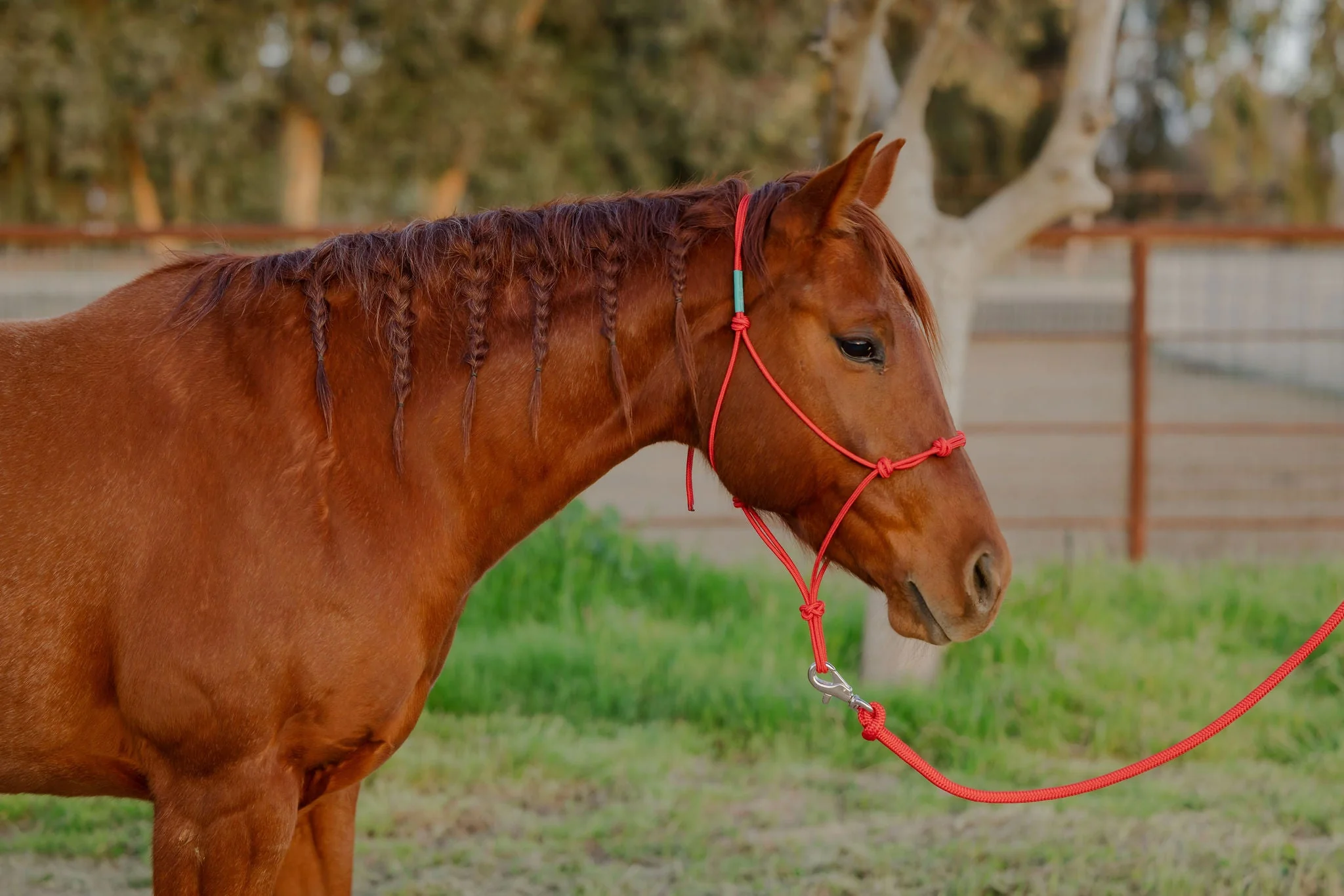 Clinician 4 Knot Halter and 14ft Lead Set - Image 24