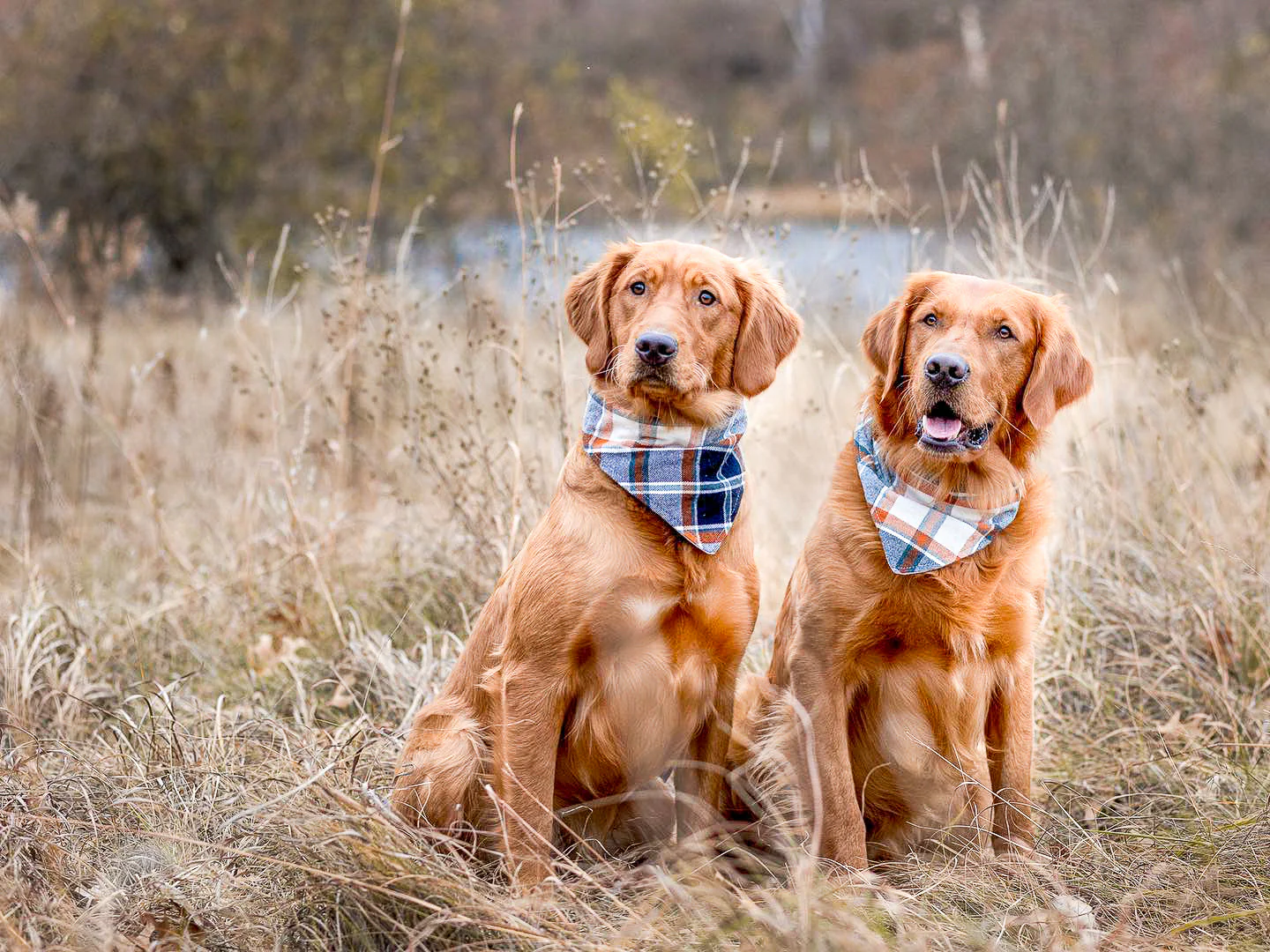 "Comic Book" Dog Bandana - Image 5