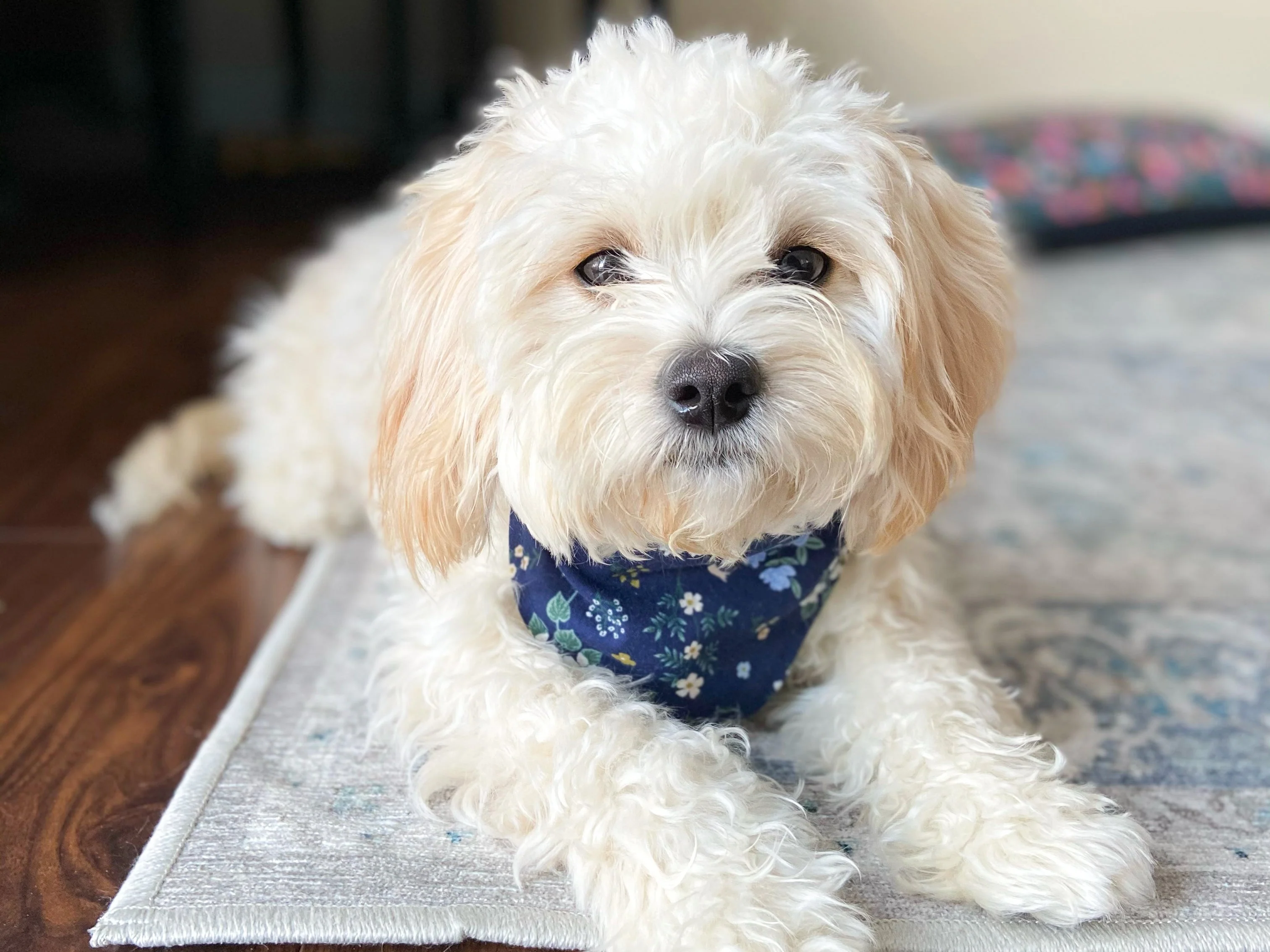 "Lavender Party" Dog Bandana - Image 6