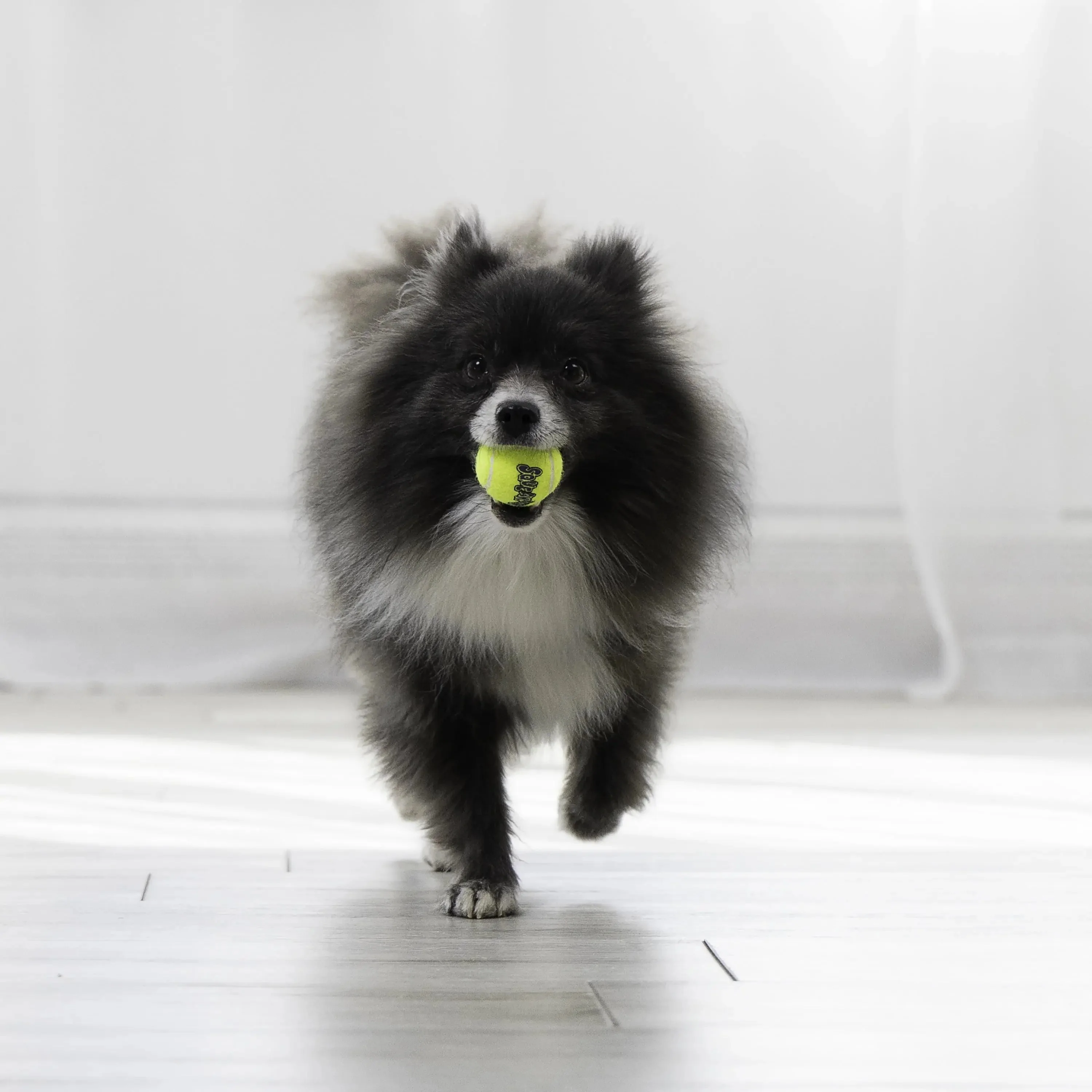 ® Squeakair® Balls Dog Toy, XS, 3-Pack - Image 3