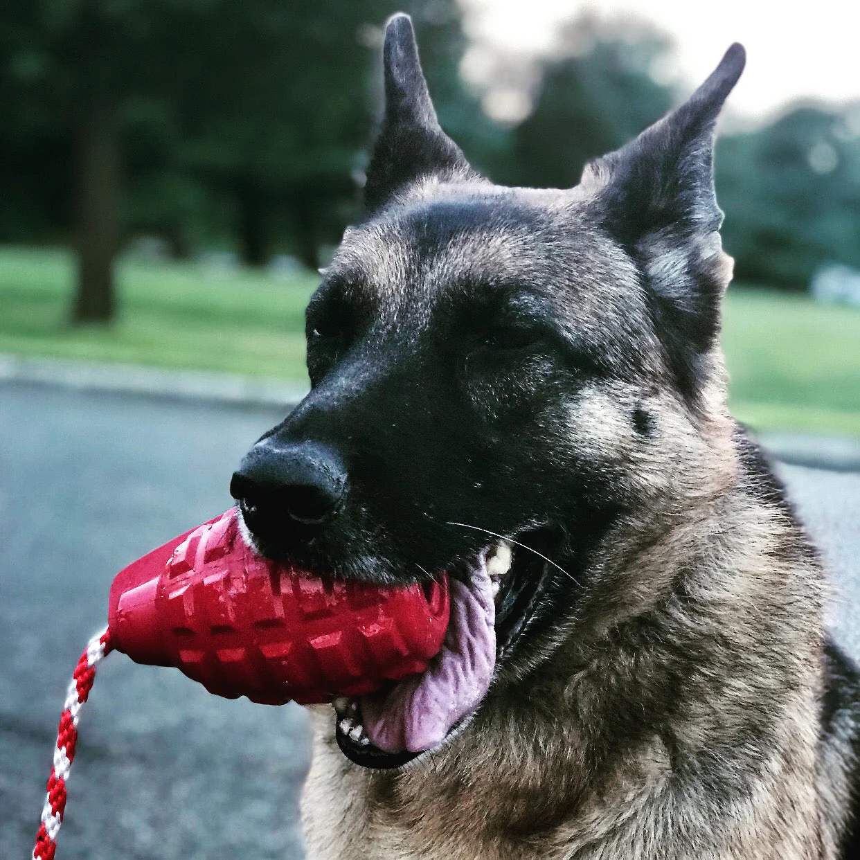 USA-K9 Grenade Rubber Dog Chew Toy | K9 Handler Reward Toy | Blue | USA Made - Image 8